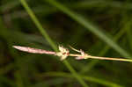 Wretched sedge